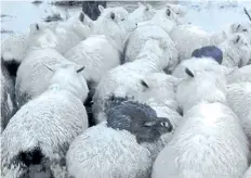  ?? FERG HORNE/VIA AP ?? In this image made from a July 22 video, three rabbits sit on the back of sheep as they avoid rising flood waters on a farm near Dunedin, New Zealand.