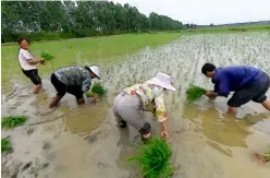  ??  ?? Villagers sow rice seedlings on the Yangtze Plain