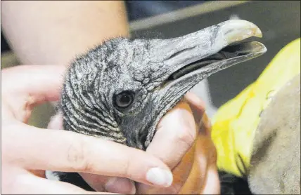  ?? LYNN CURWIN/TRURO NEWS ?? That beak can be dangerous. Kathleen Macaulay holds the bird carefully while examining the head.