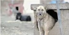  ??  ?? FERN LEVITT
Hamilton filmmaker Fern Levitt spent two years researchin­g the commercial sled dog industry. This is a screen shot from the resulting movie.