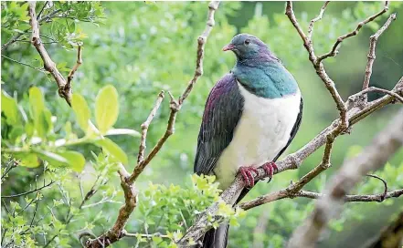  ??  ?? Radiata pine forests are no longer seen as unfriendly to native birds like the kereru¯ .