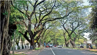  ??  ?? Thurstan Road: Today, in Colombo, we see only the remnants of the Garden City. Pic by M.D. Nissanka