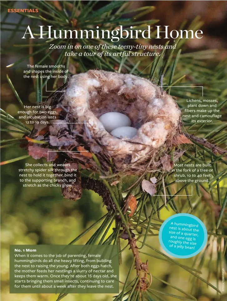  ??  ?? A hummingbir­d nest is about the size of a quarter, and one egg is roughly the size of a jelly bean!