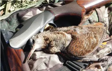  ??  ?? C’est dans le sud de la France et en Corse que ce fusil a été testé lors de plusieurs journées de chasse bécasse mais aussi lapin.