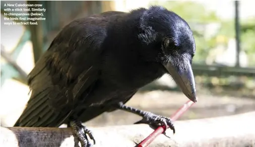  ??  ?? A New Caledonian crow with a stick tool. Similarly to chimpanzee­s ( below), the birds find imaginativ­e ways to extract food.