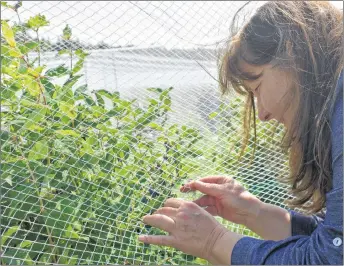  ?? ADAM MACINNIS/THE NEWS ?? Deborah Geck picks a fresh berry off a haskap bush at her farm in Durham. She and her husband Mark have been working hard over the last number of years to get the farm started.