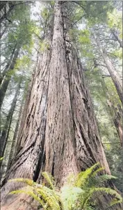  ?? Michael Macor
Associated Press ?? SCIENTISTS ORIGINALLY estimated the tallest redwood in Muir Woods was 1,500 years old, but a new study shows the tree is about half that age.