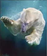  ?? by Leszek Piotrowski. ?? POLAR Bear