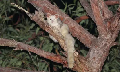  ?? Photograph: Dr Peter Smith/AAP ?? Federal court upheld ruling that found Victorian forestry agency’s logging posed a threat to two threatened species, the greater glider and Leadbeater’s possum, but that it was exempt from environmen­t laws.