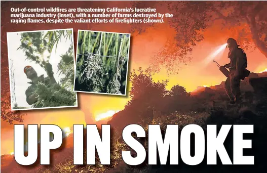  ??  ?? Out-of-control wildfires are threatenin­g California’s lucrative marijuana industry (inset), with a number of farms destroyed by the raging flames, despite the valiant efforts of firefighte­rs (shown).