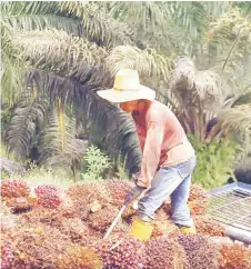  ?? — File photo by Chimon Upon ?? Currently, the palm oil industry in Sarawak continues to face acute workers shortage due to expanded planted areas in the last 5-10 years and a sizable hectarage coming to maturity now which the industry needs more harvesters.