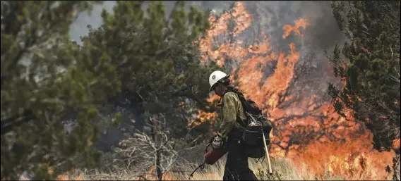  ?? ASSOCIATED PRESS ?? A hot shot crew member lights the underbrush with a drip torch, Wednesday, off of Forest Road 545B in Flagstaff, Ariz., during burnout operations in an effort to contain the Pipeline Fire which ignited, early Sunday, and has burned thousands of acres.