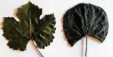  ?? Courtesy photos ?? Before and after photos show the effects of dicamba, an herbicide, on one of the Texas plaintiff ’s tannat leaves.