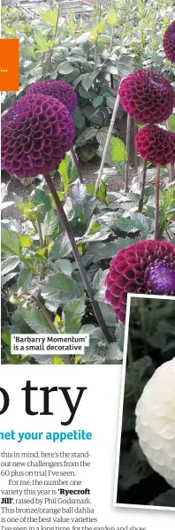  ??  ?? ‘Barbarry Momentum’ is a small decorative