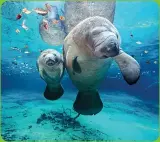  ??  ?? Spy the friendly manatees in the tropical waters while on an unforgetta­ble snorkeling tour