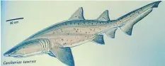  ?? ?? OCEAN WARRIOR: A ragged-tooth shark carcharius­taurus. Illustrati­on: JANE, OCEAN BLUE ADVENTURES (2015)