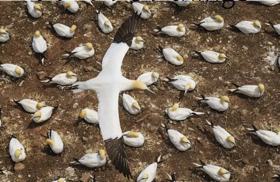  ??  ?? CATEGORY WINNER | THINGS WITH WINGS Jacques-andré Dupont A northern gannet flies over its colony while looking for its mate on Bonaventur­e Island, Que.