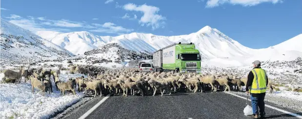  ?? PHOTO: STEPHEN JAQUIERY ?? Only in Otago . . . John Munro musters merino wethers towards the Lindis Pass summit during a 67km journey between properties yesterday.