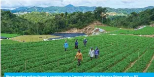  ??  ?? Migrant workers walking through a vegetable farm in Cameron Highlands in Malaysia’s Pahang state.— AFP