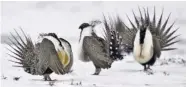  ?? ASSOCIATED PRESS FILE PHOTO ?? Male greater sage grouse perform mating rituals for a female grouse, not pictured, on a lake outside Walden, Colo.