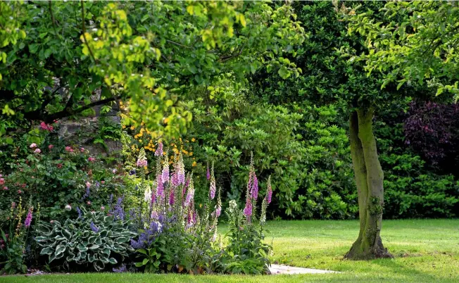  ??  ?? Foxgloves stand to attention in a border with nepetas, variegated hostas and roses, near a standard holly on the lawn.