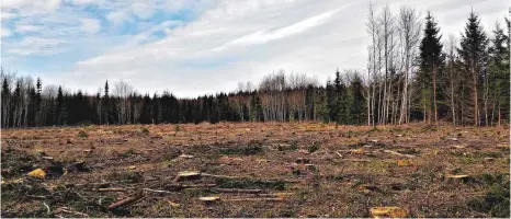  ?? FOTO: JUWI ?? Noch ist der künftige Windkrafts­tandort auf dem Amtenhause­r Berg nur an der gerodeten Fläche zu erkennen.