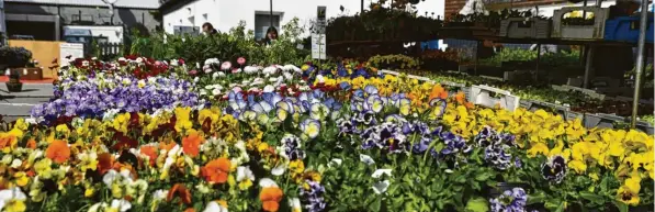  ?? ?? Bunte Blumen, Sonne am Himmel: Dass es Frühling wird, war am Königsmark­t in Königsbrun­n nicht zu übersehen.