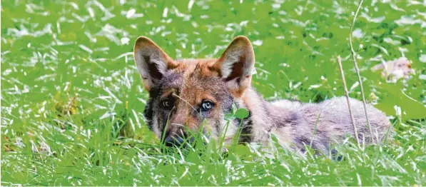  ?? Foto: Julian Stratensch­ulte, dpa ?? Je weiter sich die Wölfe ausbreiten, desto häufiger finden Weidetierh­alter gerissene Tiere.