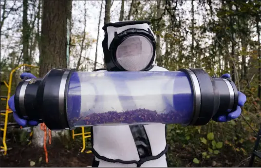  ?? Elaine Thompson The Associated Press ?? Sven-erik Spichiger, managing entomologi­st for the Washington state Department of Agricultur­e, displays a canister of invasive Asian giant hornets, or murder hornets, that were vacuumed from a nest in a tree behind him outside Blaine, Wash., in October 2020.