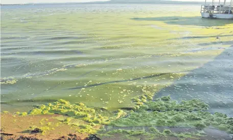  ?? ?? El florecimie­nto de algas en el lago se presentó en la playa Rotonda de la ciudad de San Bernardino el domingo.