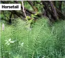  ??  ?? Horsetail