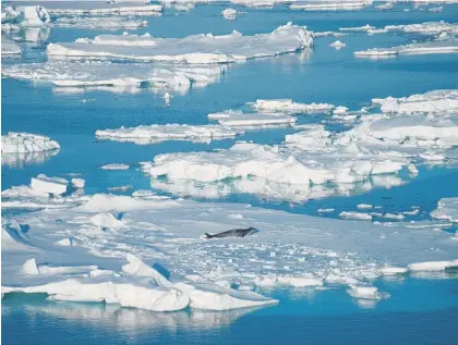  ?? Picture / Getty Images ?? A proposal on making the Ross Sea a protected area may be the only one which advances this year.