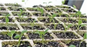  ?? LEE REICH VIA AP ?? After three or four weeks, these lettuce seedlings will fill their “cells” and be ready to transplant outdoors in the garden.