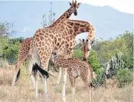  ?? Picture: PA. ?? Giraffe population­s are dropping when they are close to lions, says a study.