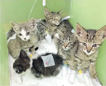  ?? FOTO: JUAN PABLO SÁNCHEZ ?? Gatos atendidos en hospital de campaña en Constituci­ón.