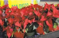  ??  ?? The nonprofit group’s plan calls for nearly 400 poinsettia plants to be added throughout downtown.