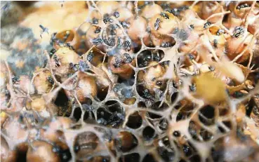  ??  ?? Honey from stingless bees is being developed as one of Malaysia’s superfoods. — Filepic