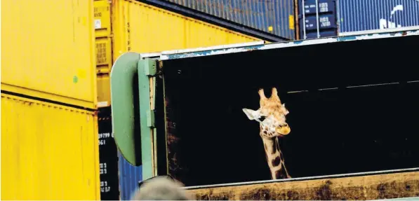  ?? Foto: Tracy Nearmy, dpa ?? Meist reisen Tiere mit dem Auto oder Laster von Zoo zu Zoo, manchmal aber auch per Schiff oder Flugzeug. Auf dem Bild wird das Giraffenwe­ibchen Ntombi gerade per Containers­chiff von Neuseeland nach Australien transporti­ert. Der Augsburger Zoo soll bald...