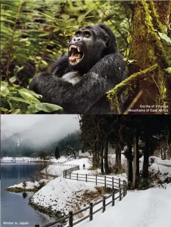  ??  ?? Winter in Japan Gorilla of Virunga Mountains of East Africa