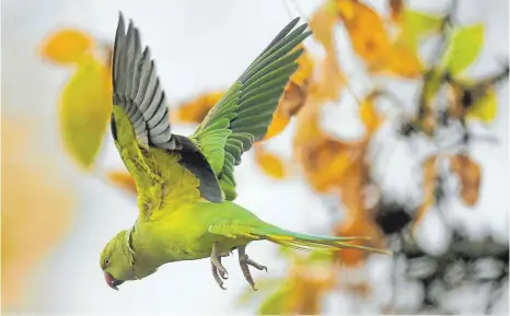  ?? FOTO: DPA ?? Ein kurzer Moment der Achtlosigk­eit: Immer wieder fliegen Vögel aus ihrem Zuhause weg.