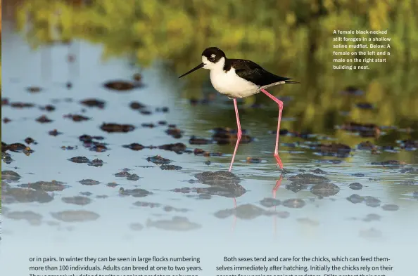  ??  ?? A female black-necked stilt forages in a shallow saline mudflat. Below: A female on the left and a male on the right start building a nest.