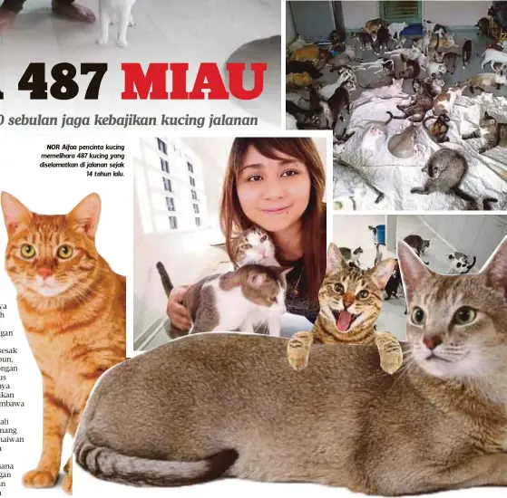  ??  ?? NOR Aifaa pencinta kucing memelihara 487 kucing yang diselamatk­an di jalanan sejak
14 tahun lalu.
