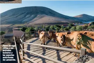  ??  ?? Finca de Uga mima a sus animales lecheros y las especies autóctonas de Lanzarote.