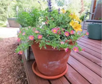  ?? MARKCULLEN.COM ?? When it comes to containers, the greater the soil mass, the better the plants perform.
