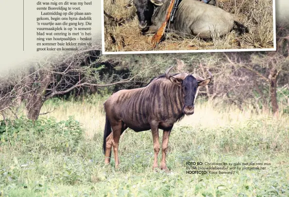  ??  ?? FOTO BO: Christiaan en sy gids met die rooi mus by die blouwildeb­eesbul wat hy platgetrek het. HOOFFOTO: Koos Barnard.