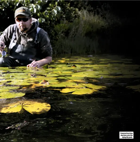  ??  ?? I lowered my drop shot lure over the dying lily pads.