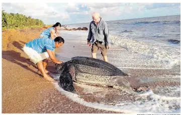  ?? PRITCHARD FAMILY AND INSTITUTE ?? Peter Pritchard of Oviedo became internatio­nally renown for work with turtles and tortoises.