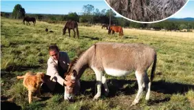  ??  ?? Annerie Graham of Happy Hooves with Suki, the rescue donkey. INSERT: The stab wounds which were inflicted on the donkey in March.