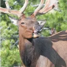  ??  ?? An elk sighting could cause a passing driver to brake suddenly, which in turn could cause a fender-bender.