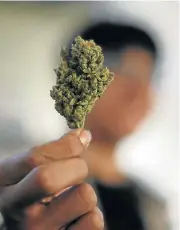  ?? /Reuters ?? Growing business: A volunteer holds a dried cannabis bud at the La Brea Collective medical marijuana dispensary in California.